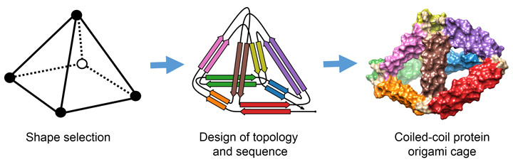 Design of coiled-coil protein origami