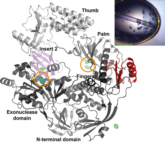 Structure of vaccinia virus DNA polymerase