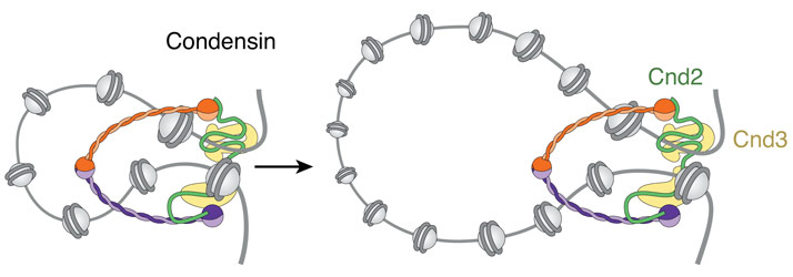 Model for the extrusion of chromatin loops by the five-subunit condensin complex