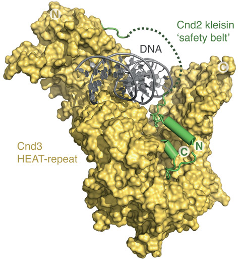 Structure of the Cnd2–Cnd3 subcomplex bound to double-stranded DNA