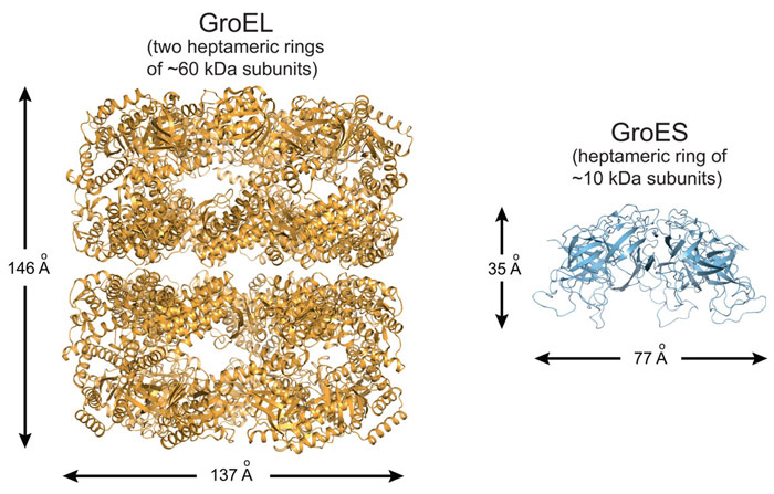 Ribbon representation of the GroEL tetradecamer complex and the GroES heptamer