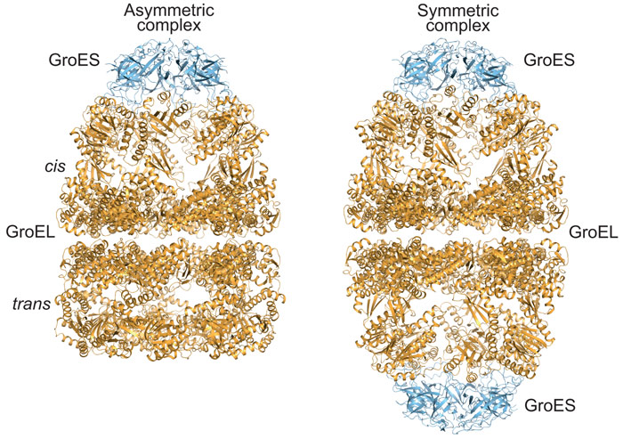 Crystal structures of asymmetric  and symmetric  complexes of GroEL and GroES in ribbon representation