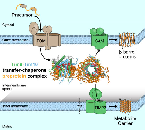 Schematic overview of the import of mitochondrial membrane proteins (orange) into mitochondria
