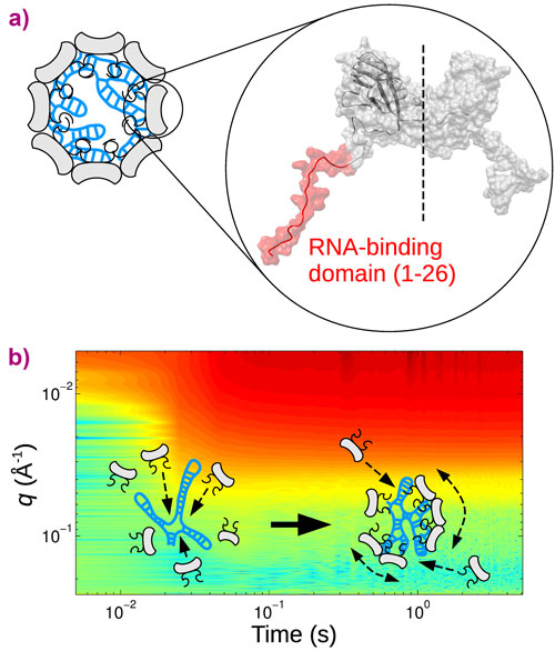 Schematic representation of a virus with dimeric subunits (light grey) and the RNA genome (blue) and Experimental scattering intensities of self-assembling viruses