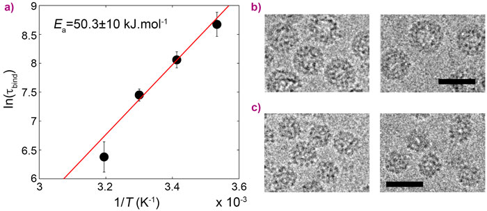 Arrhenius plot of the binding timescale and cryo-transmission electron microscopy images of viruses and capsids