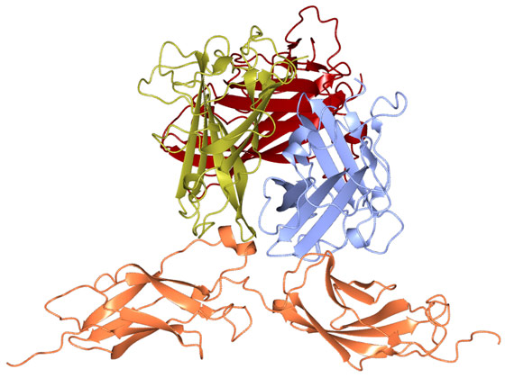 Ribbon-structure of the trimeric adenovirus of type 3 fibre-knob (in gold, red and blue) bound to two cadherin domains of the DSG2 receptor (in orange).