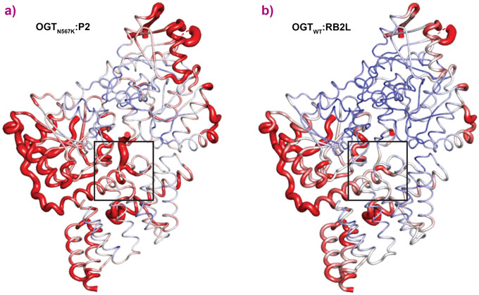 Structural analysis of OGTN567K versus OGTWT ternary complexes.