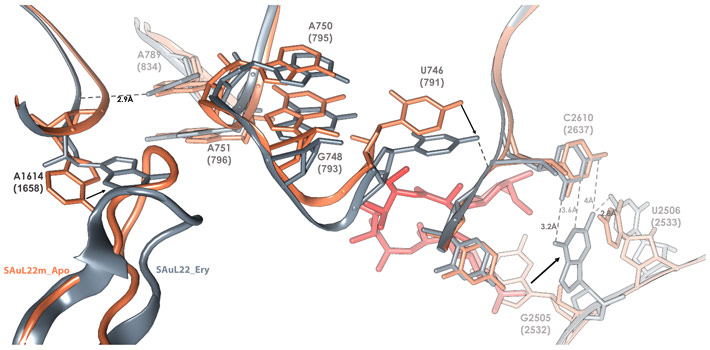 The cascade of movements of rRNA and rProteins that occurs upon erythromycin binding to the mutant S. aureus ribosome. 