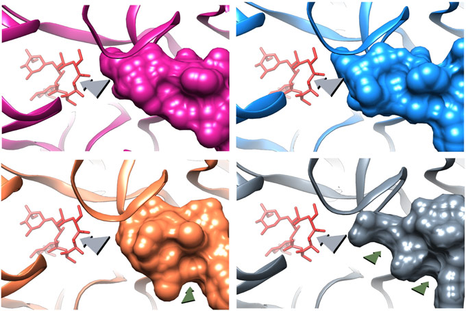 Structural changes due to uL22 deletion mutation.