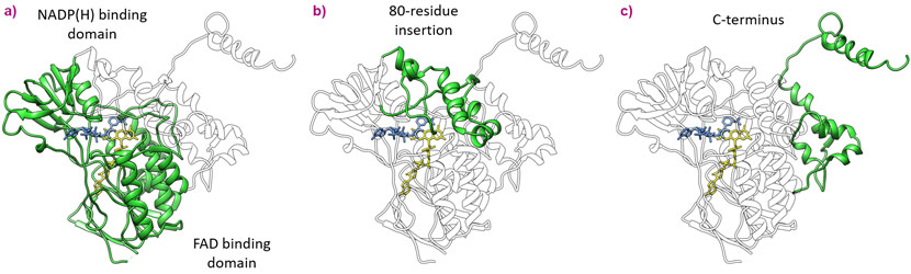 Topological features of the mammalian FMOs.