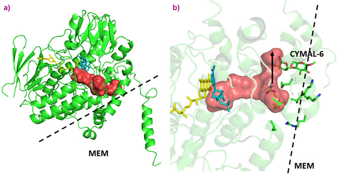 Substrate tunnels for AncFMO2