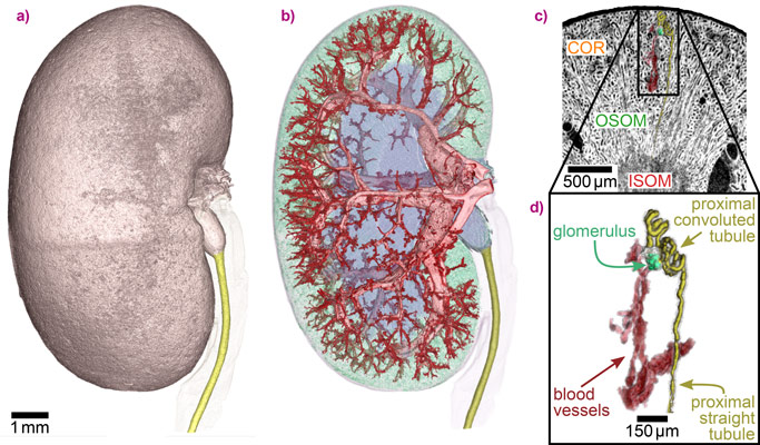 3D visualisation and segmentation of the phase volume. 