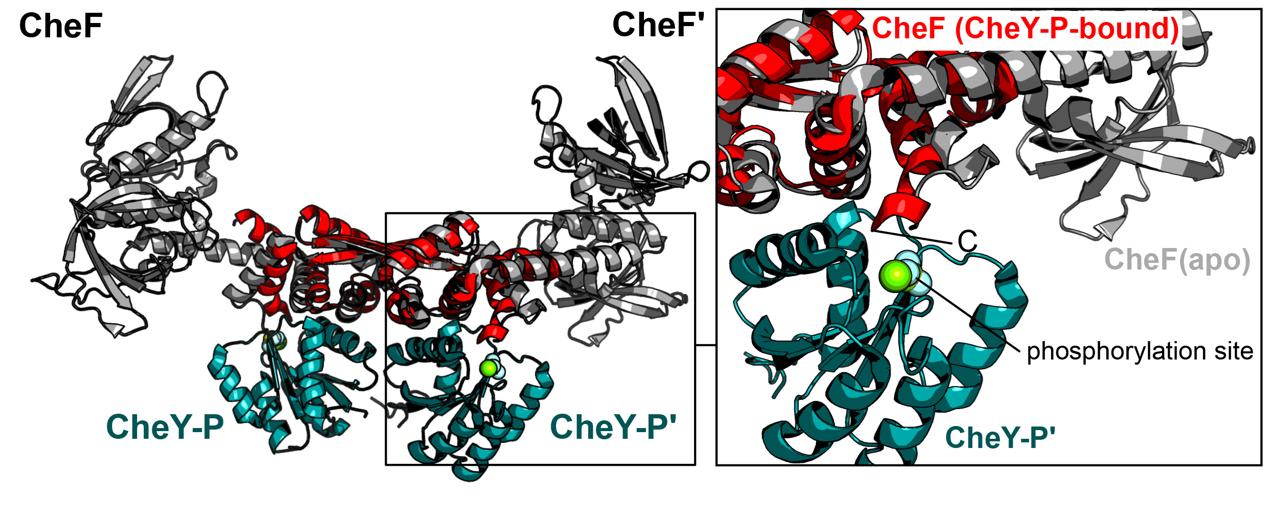 Fig2_altegoer.jpg