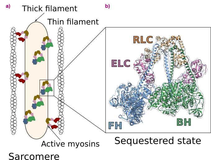 Fig.1.jpg