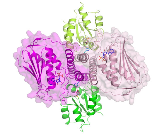 Structure of the dimeric histidine kinase in complex with its cognate response regulator.