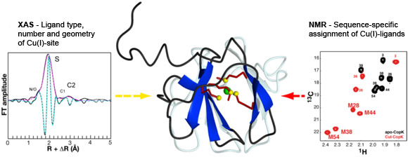 Solution structure of Cu(I)-CopK