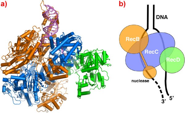 the RecBCD complex: a)Ribbon representation b)Schematic diagram