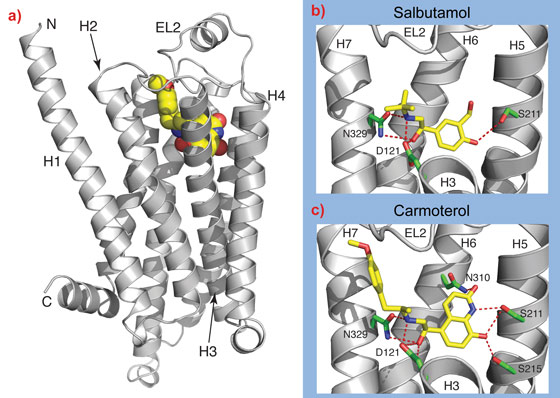 Structure of β1AR bound to agonists used for the treatment of asthma.