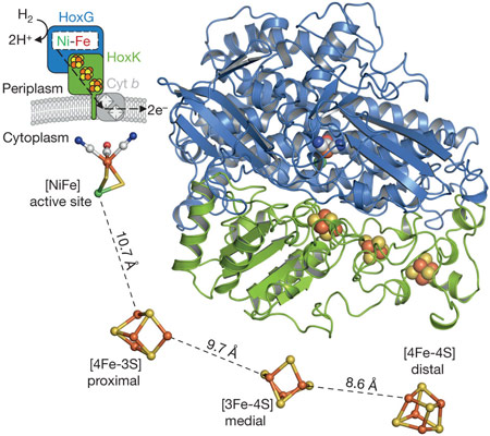 A ribbon representation of the three-dimensional structure of MBH.