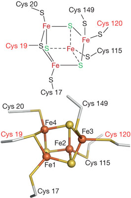 The non-cuboidal structure and coordination sphere of the novel [4Fe-3S] cluster.