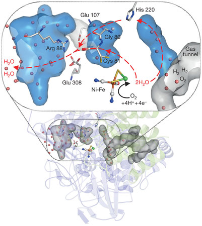 The translocation of water molecules away from the active site of MBH.