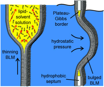 Schematic of the formation and bulging process of a black lipid membrane.
