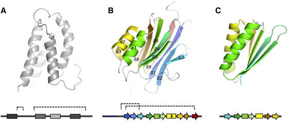 Ribbon diagrams of the four-helix bundle fold predicted for the FAM3 superfamily