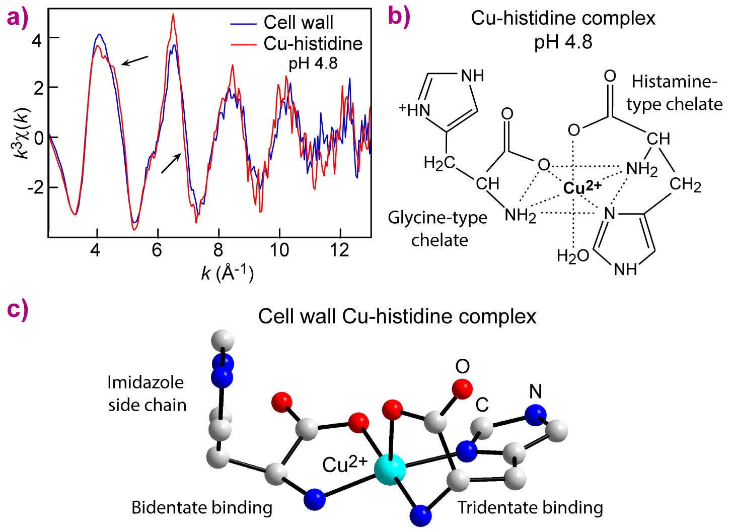 Molecular form of copper in root cells of a nonhyperaccumulating plant