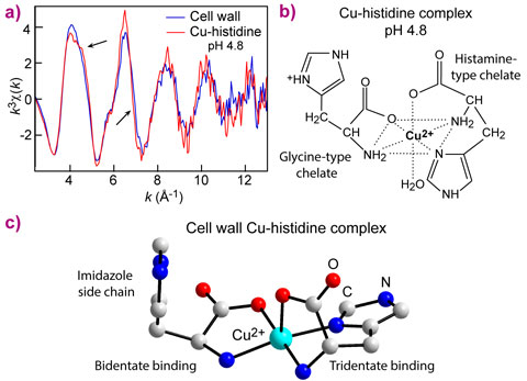 Copper speciation by Cu K-edge EXAFS spectroscopy and structure.