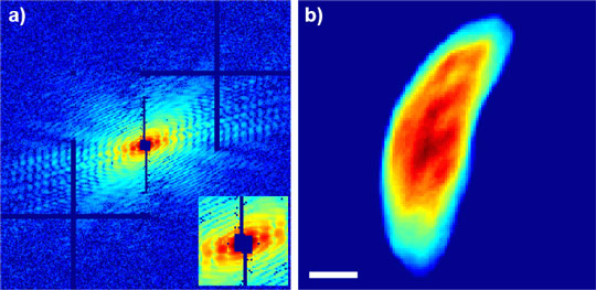 Diffraction pattern and 2D projection of the reconstructed 3D cell.