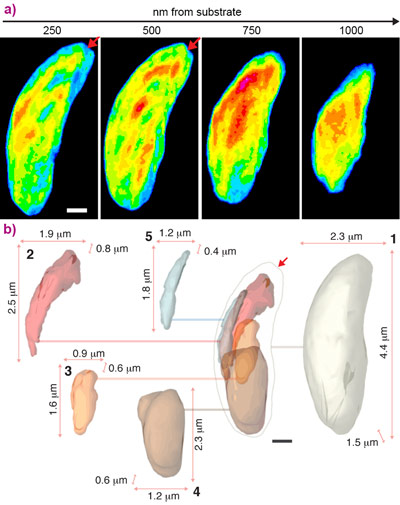 Slices through the cell and deconstructed isosurface model with 2D projections along the beam direction of 3D renderings of several regions.