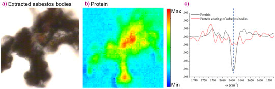 μFTIR Imaging of isolated asbestos bodies. 