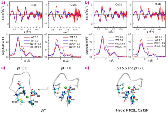 Copper coordination in the WT and mutant human prion protein