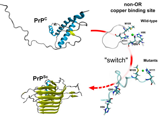 Model for the non-OR region molecular switch at acidic pH