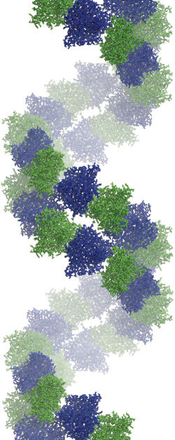 Bacterial tubulin antiparallel double filament with the repeating building blocks