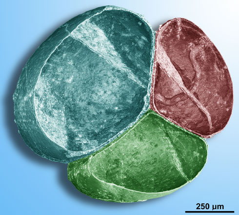 Virtual section through a tiny 580 million year old Chinese embryo