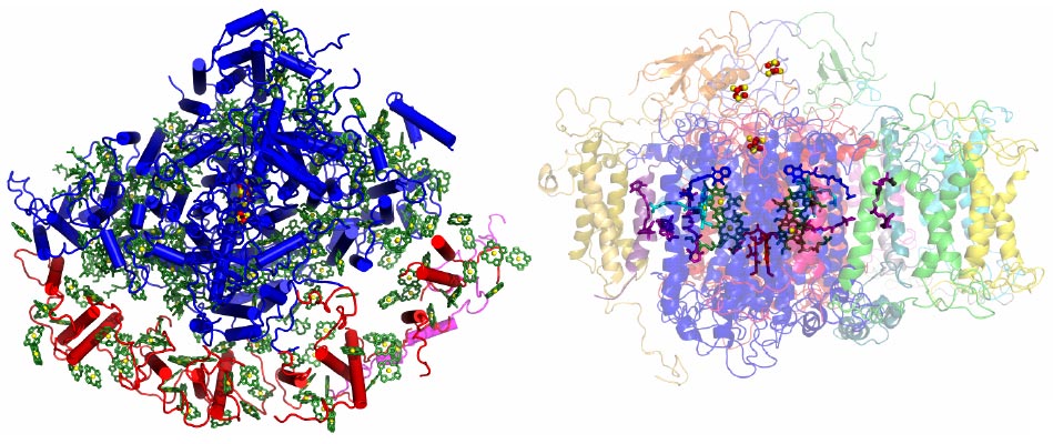 The overall structure of pea plant PSI