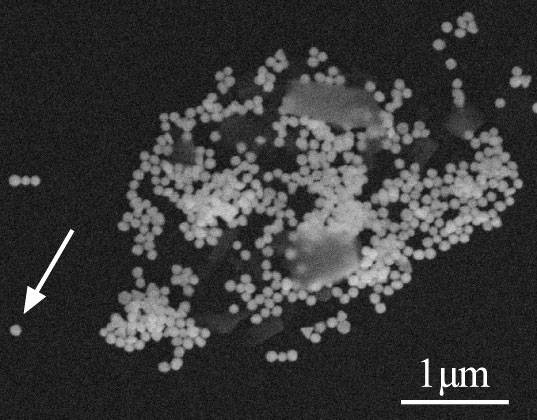 Scanning electron micrograph of a cluster of gold nanoparticles
