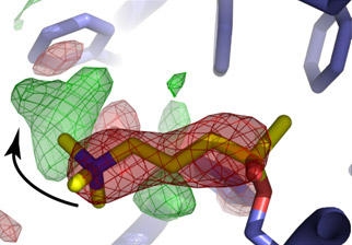 After cleavage of an analogue of the neurotransmitter acetylcholine (yellow sticks) in the active site of acetylcholinesterase (blue sticks), choline, one of the cleavage products, reorients in the enzymatic active site.