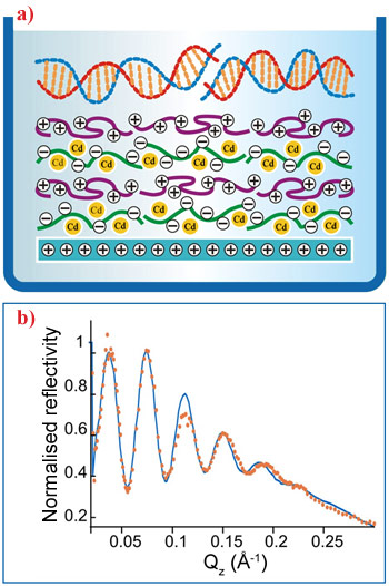 Model of the layer-by-layer self-assembled polyelectrolyte film with adsorbed DNA and plot showing experimental XRR data