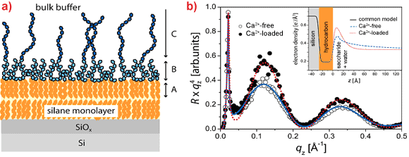 Solid-supported LPS monolayer under bulk buffer, reflectivity curves and electron density profiles.