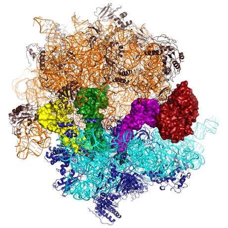 Structure of the ribosome in complex with transfer RNA and elongation factor Tu.